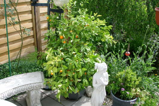 20.05.2007: Ein Mandarinenbaum