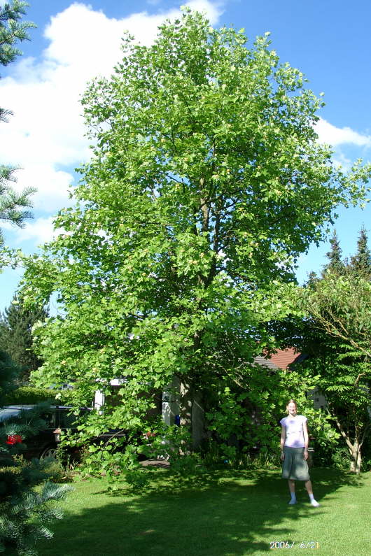 25.06.2006: Unser Tulpenbaum