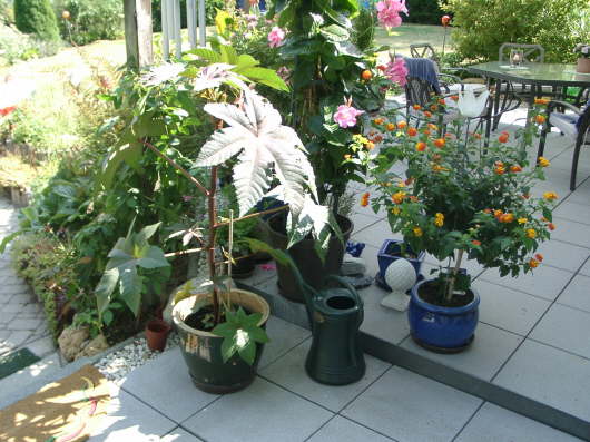 13.08.2003: Erika's Kbelpflanzen